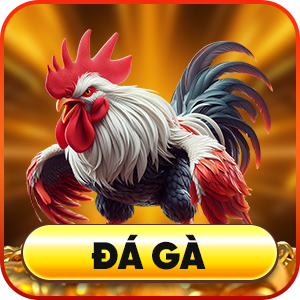 88aa đá gà